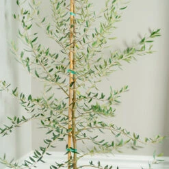 Manzanillo Olive Tree 5 Manzanillo Olive Tree -Plant Sales Store Manzanilla Olive Tree 2