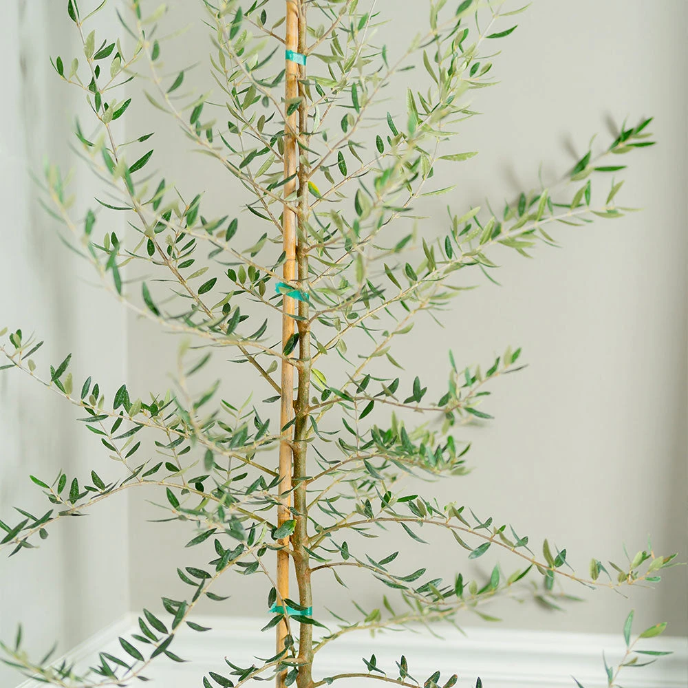 Manzanillo Olive Tree 3 Manzanillo Olive Tree - Image 3