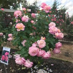 Marc Chagall™ Rose 5 Marc Chagall™ Rose -Plant Sales Store Marc Chagall