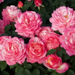 Marc Chagall™ Rose Tree -Plant Sales Store Marc Chagall Standard 3