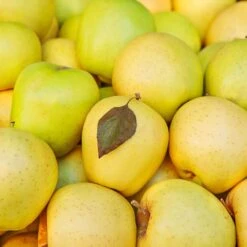 Mutsu (Crispin) Apple Tree 7 Mutsu (Crispin) Apple Tree -Plant Sales Store Matsu Crispin Apple 2