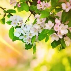 Mutsu (Crispin) Apple Tree 9 Mutsu (Crispin) Apple Tree -Plant Sales Store Matsu Crispin Apple 5