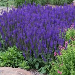 May Night Salvia -Plant Sales Store May Night Salvia sage 2 FGT