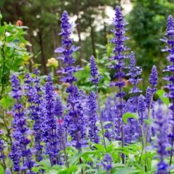 May Night Salvia -Plant Sales Store May Night Salvia sage 4