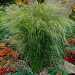 Mexican Feather Grass -Plant Sales Store Mexican Feather Grass 5