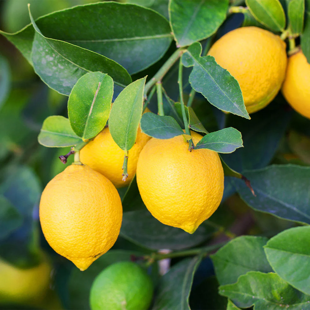 Plant Sales Store -Plant Sales Store Meyer Lemon Bush 5 9b8ad440 07b4 4970 8503 2fdea63af1f8