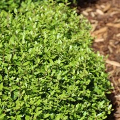 Micron® Holly Shrub 7 Micron® Holly Shrub -Plant Sales Store Micron Holly 4 FGT