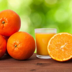 Midknight Valencia Orange -Plant Sales Store MidKnight Valencia Orange 3