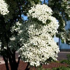 Milky Way Chinese Dogwood Tree 8 Milky Way Chinese Dogwood Tree -Plant Sales Store Milky Way Select 3