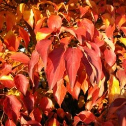 Milky Way Chinese Dogwood Tree 9 Milky Way Chinese Dogwood Tree -Plant Sales Store Milky Way Select 4