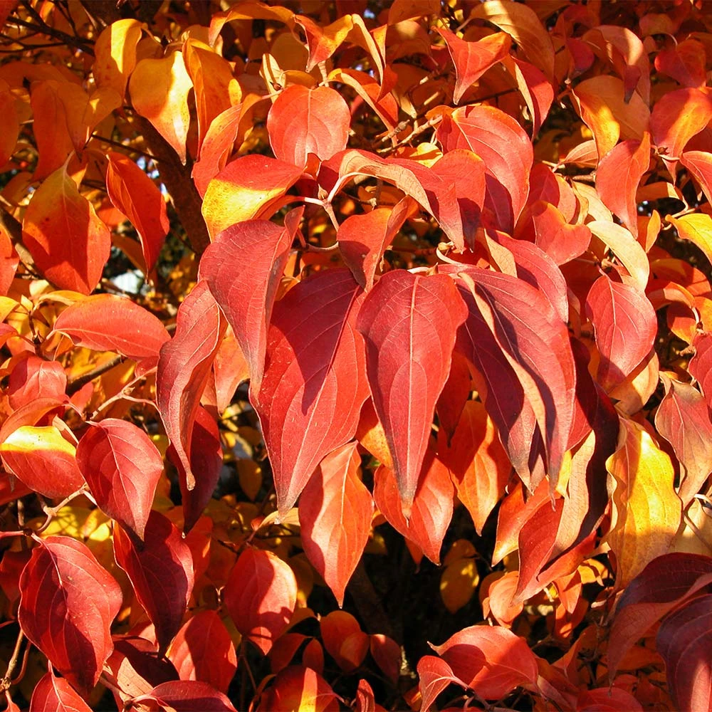Milky Way Chinese Dogwood Tree 5 Milky Way Chinese Dogwood Tree - Image 5