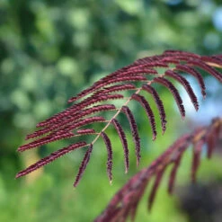 Chocolate Fountain™ Weeping Mimosa -Plant Sales Store Mimosa Chocolate Weeping 2
