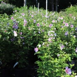 Minerva Rose Of Sharon Althea Shrub -Plant Sales Store Minerva Rose of Sharon 1