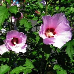 Minerva Rose Of Sharon Althea Shrub -Plant Sales Store Minerva Rose of Sharon 2
