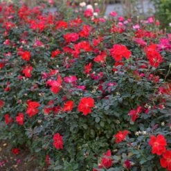 Miracle On The Hudson™ Rose -Plant Sales Store Miracle on the Hudson 4 FGT