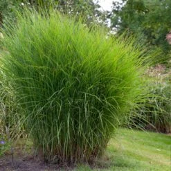 Miscanthus Gracillimus (Maiden Grass) -Plant Sales Store Miscanthus Gracillimus Maiden Grass 1