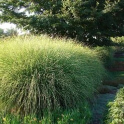 Miscanthus Gracillimus (Maiden Grass) -Plant Sales Store Miscanthus Gracillimus Maiden Grass 6