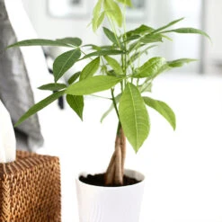 Money Tree In White Pot -Plant Sales Store Money Tree Green Circle LIV Pottery Pot 2