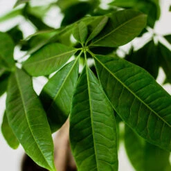 Money Tree In White Pot -Plant Sales Store Money Tree Green Circle LIV Pottery Pot 3