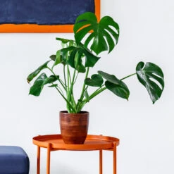 Monstera Deliciosa And Fiddle Leaf Fig Combo -Plant Sales Store Monstera delisiosa 1 BB