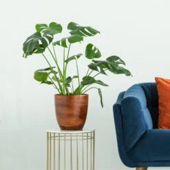 Boho House Plant Kit -Plant Sales Store Monstera delisiosa 3 FGT 704a637b b40b 4518 a8eb f83a103d90ba