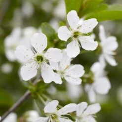 Montmorency Cherry Tree -Plant Sales Store Montmorency Cherry Tree 0889bfd7 7729 47db 963f 9690baf56222