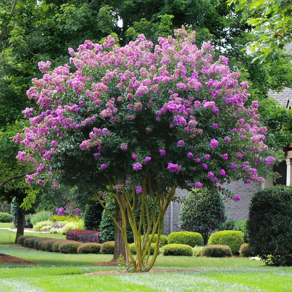 Plant Sales Store -Plant Sales Store Muskogee Crape Myrtle 3 FGT 1