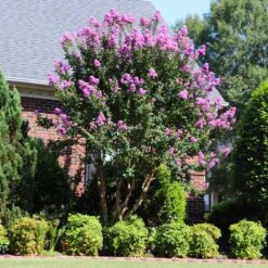 Muskogee Crape Myrtle Tree -Plant Sales Store Muskogee Crape Myrtle 7 FGT
