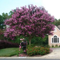 Muskogee Crape Myrtle Tree -Plant Sales Store Muskogee Crape Myrtle single trunk