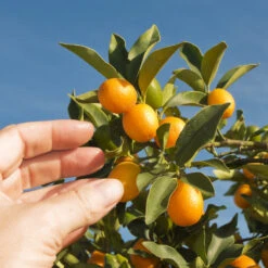Nagami Kumquat Tree 8 Nagami Kumquat Tree -Plant Sales Store Nagami Kumquat 1 FGT 53154ba8 d115 4c13 bdd7 2e152c12e263