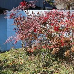 Heavenly Bamboo Nandina Shrub 10 Heavenly Bamboo Nandina Shrub -Plant Sales Store Nandina Heavenly Bamboo 6