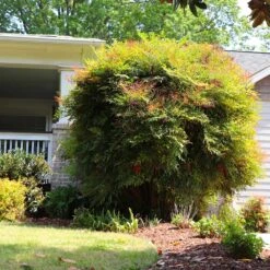 Heavenly Bamboo Nandina Shrub 11 Heavenly Bamboo Nandina Shrub -Plant Sales Store Nandina Heavenly Bamboo 7