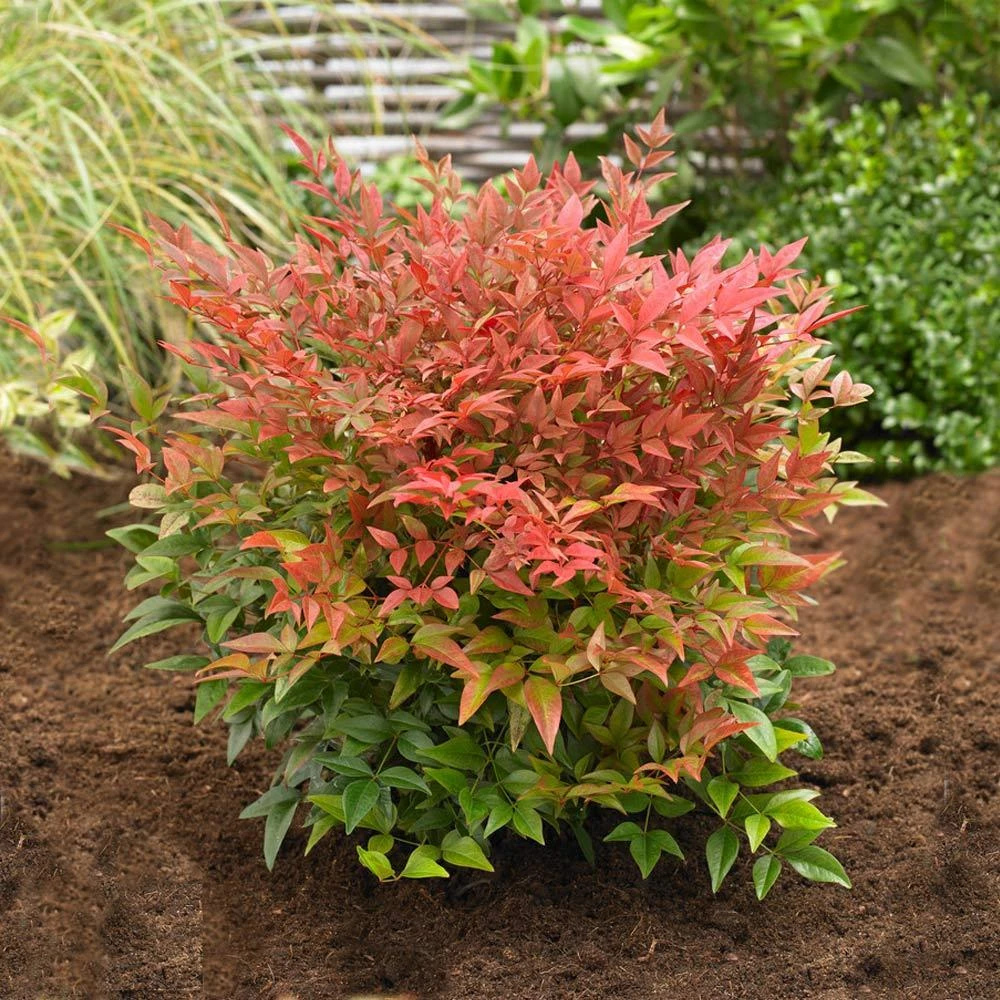 Obsession™ Nandina Shrub 3 Obsession™ Nandina Shrub - Image 3