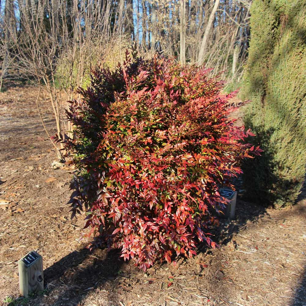 Obsession™ Nandina Shrub 5 Obsession™ Nandina Shrub - Image 5