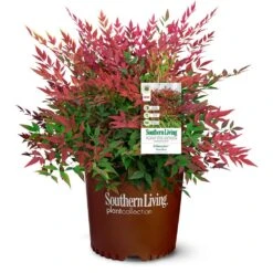 Obsession™ Nandina Shrub 13 Obsession™ Nandina Shrub -Plant Sales Store Nandina Obsession 4