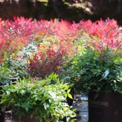 Obsession™ Nandina Shrub 15 Obsession™ Nandina Shrub -Plant Sales Store Nandina Obsession 7 FGT