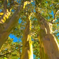Natchez Crape Myrtle Tree -Plant Sales Store Natchez Crape Myrtle