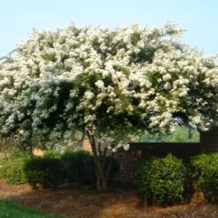 Natchez Crape Myrtle Tree -Plant Sales Store Natchez Crape Myrtle 1 FGT