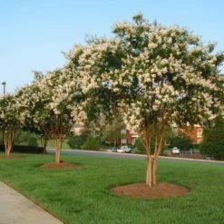 Natchez Crape Myrtle Tree -Plant Sales Store Natchez Crape Myrtle 8 FGT