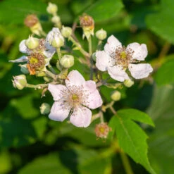 Navaho Blackberry -Plant Sales Store Navaho Blackberry 1