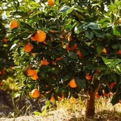 Plant Sales Store -Plant Sales Store Navel Orange 1 FGT 9937c87c a6e4 47c2 be5b 893eb09009fb