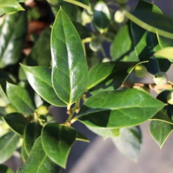 Needlepoint Holly -Plant Sales Store Needlepoint Holly 3