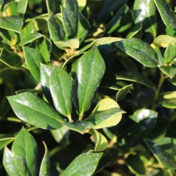 Needlepoint Holly -Plant Sales Store Needlepoint Holly 4