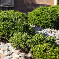 Needlepoint Holly -Plant Sales Store Needlepoint Holly 5