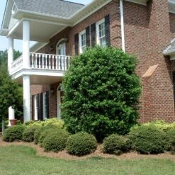 Nellie Stevens Holly 11 Nellie Stevens Holly -Plant Sales Store Nellie Stevens Holly 4 FGT