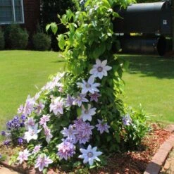Nelly Moser Clematis Vine -Plant Sales Store Nely Moser Clematis 3