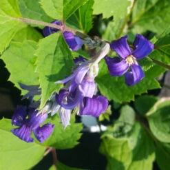 New Love Clematis Shrub 11 New Love Clematis Shrub -Plant Sales Store New Love clematis 1