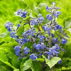 New Love Clematis Shrub 9 New Love Clematis Shrub -Plant Sales Store New Love clematis 3