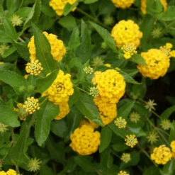 New Gold Lantana 6 New Gold Lantana -Plant Sales Store New gold Lantana 3
