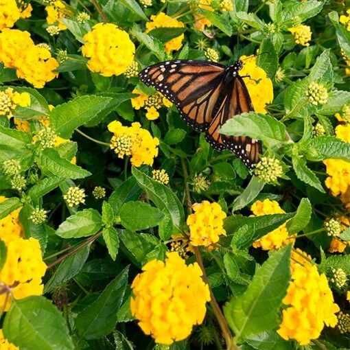 New Gold Lantana -Plant Sales Store New gold Lantana FGT 600x600 3ec505cb 9eef 4ff5 b6fa f4052a9060ff